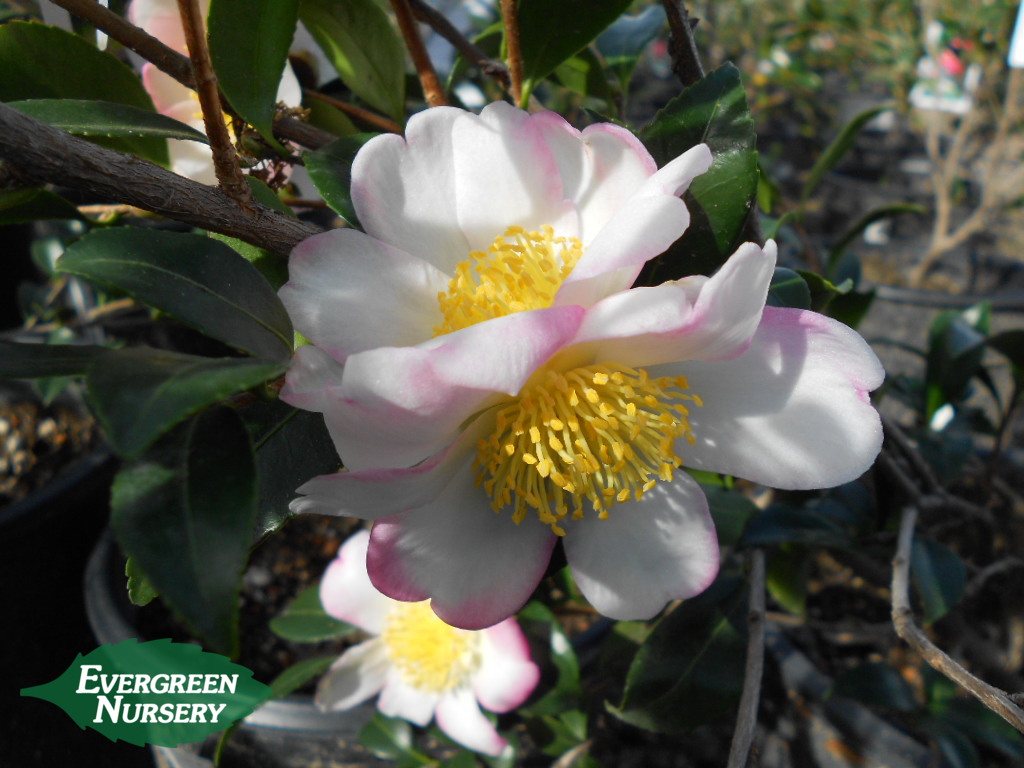 Camellia Sasanqua Apple Blossom Evergreen Nursery