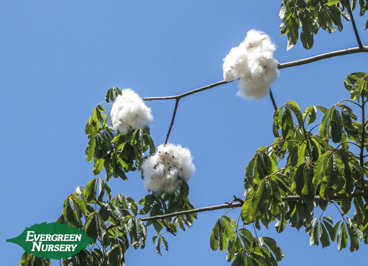 Chorisia Speciosa Evergreen Nursery