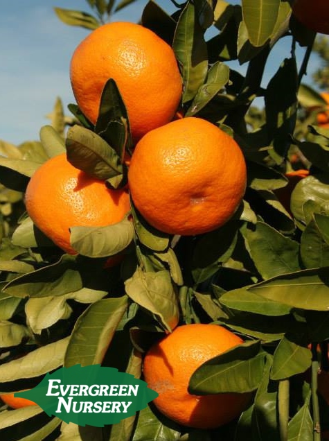 MANDARIN citrus reticulata 'Tahoe Gold' Evergreen Nursery