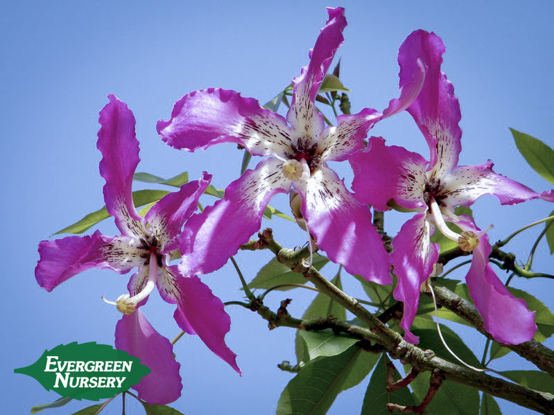 Chorisia Speciosa Evergreen Nursery