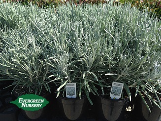 Helichrysum Icicles | Evergreen Nursery