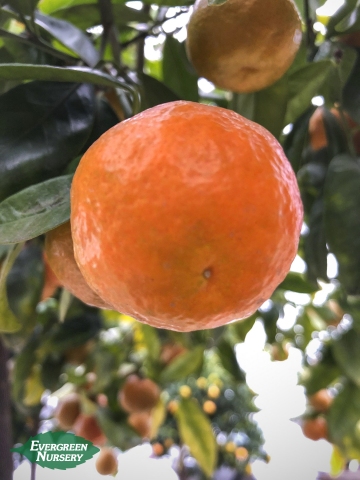 mandarin citrus reticulata 'michal' evergreen nursery