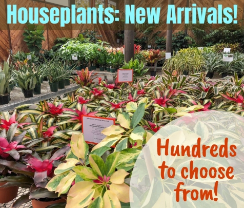 Evergreen Nursery | San Diego's Largest Wholesale Nursery ...