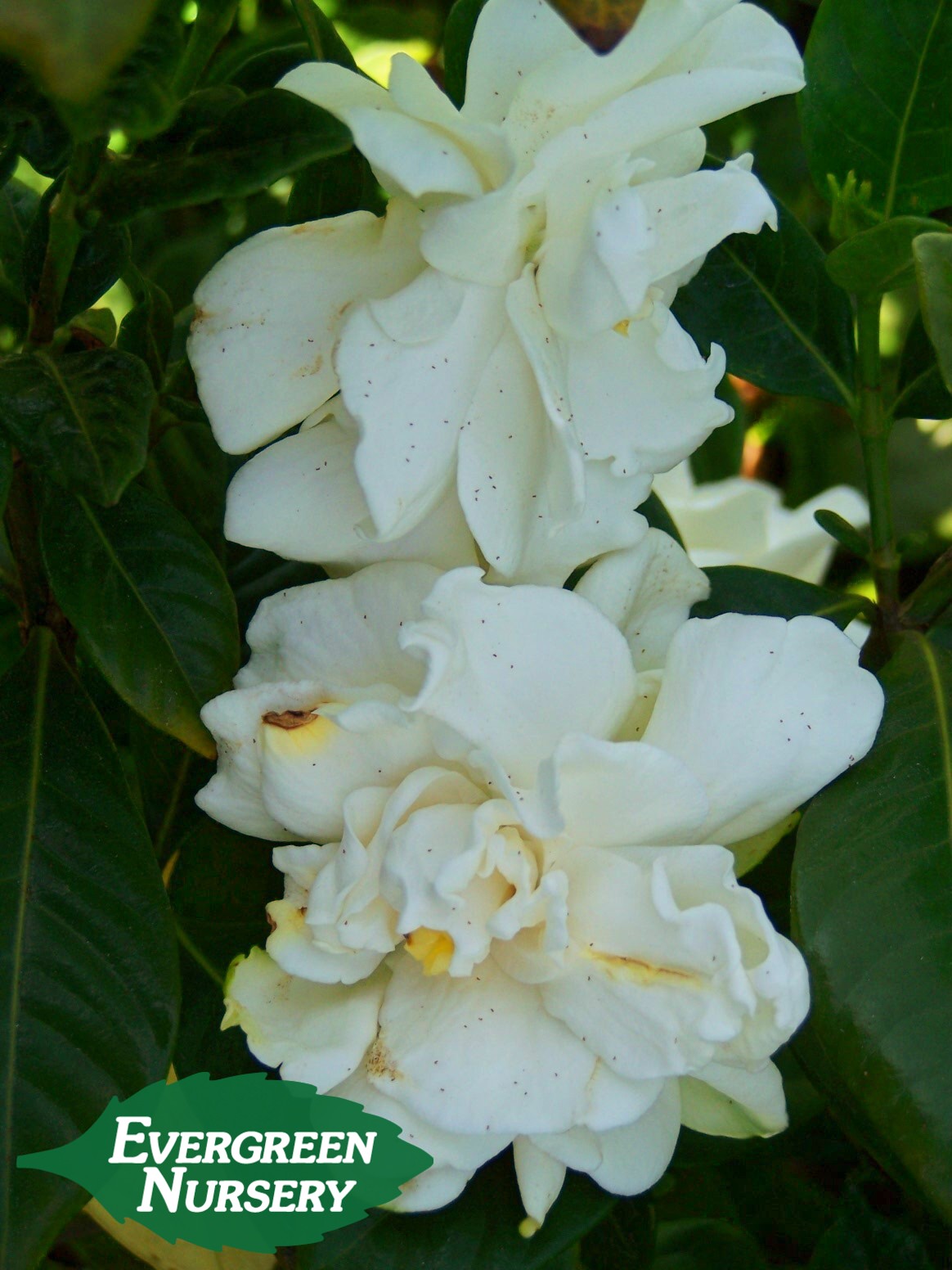 Camellia, Azalea, & Gardenia  Evergreen Nursery