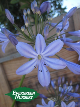 Agapanthus